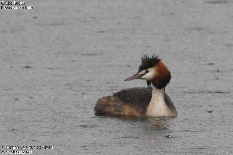 Great Crested Grebeadult