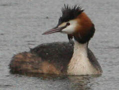 Great Crested Grebe