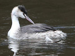 Great Crested Grebe