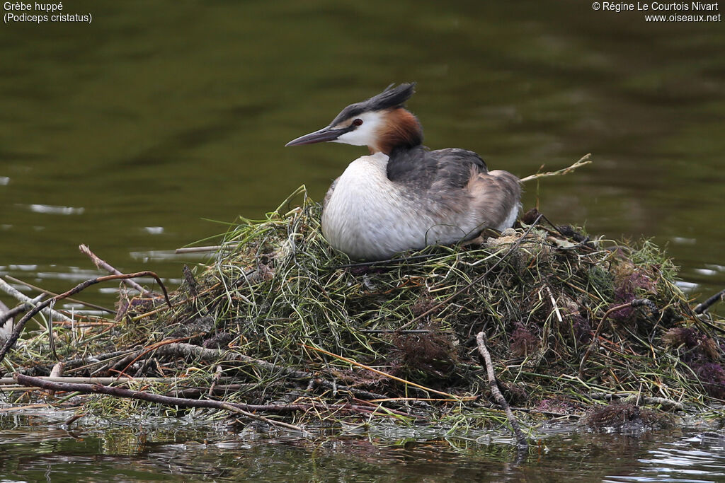 Great Crested Grebe