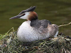 Great Crested Grebe