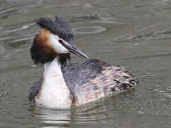 Great Crested Grebe