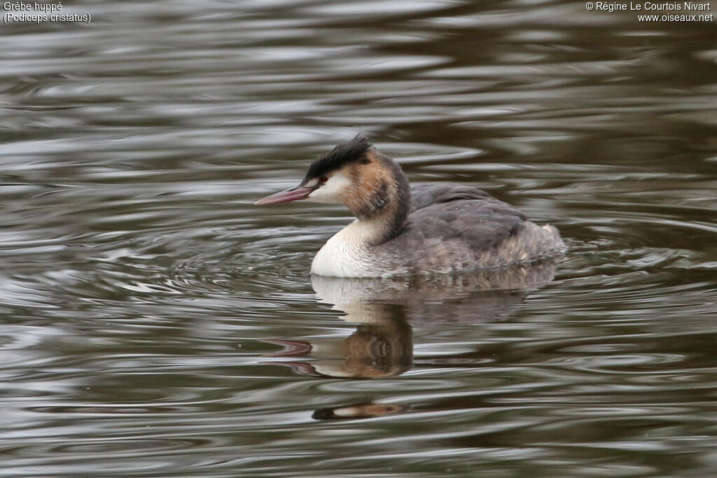 Great Crested Grebe