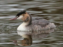 Great Crested Grebe