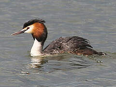 Great Crested Grebe