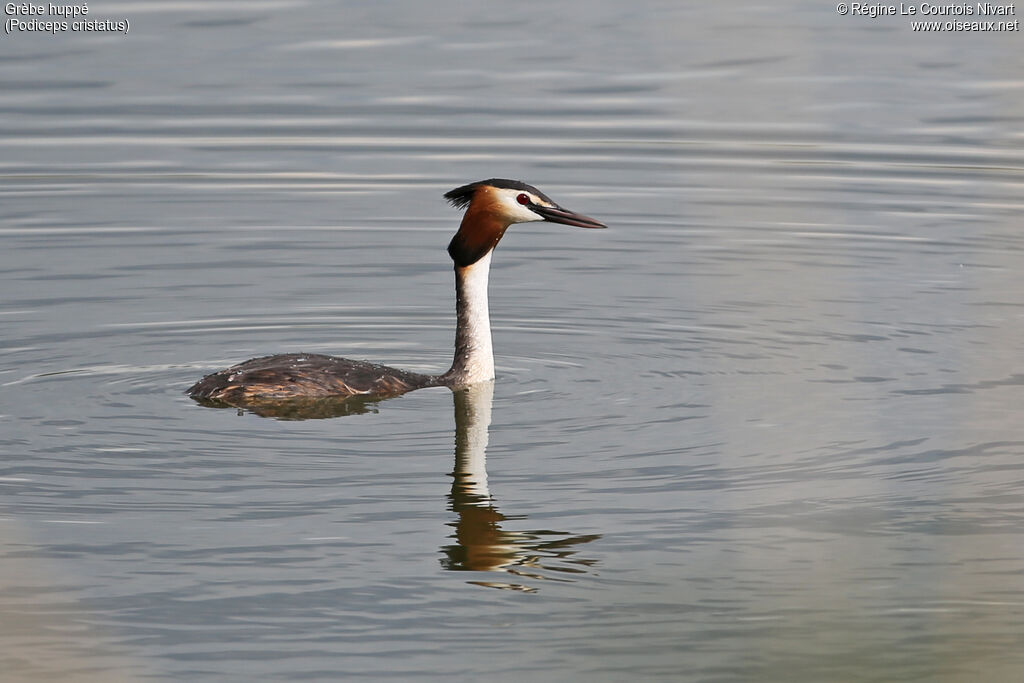 Great Crested Grebeadult breeding