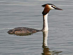 Great Crested Grebe