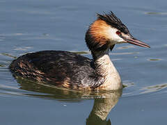 Great Crested Grebe