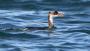 Titicaca Grebe