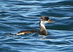 Titicaca Grebe