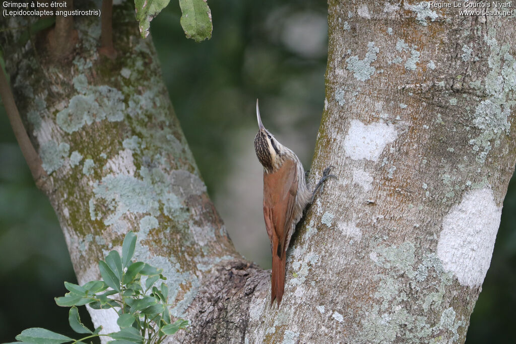 Grimpar à bec étroit