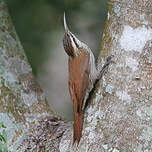 Grimpar à bec étroit