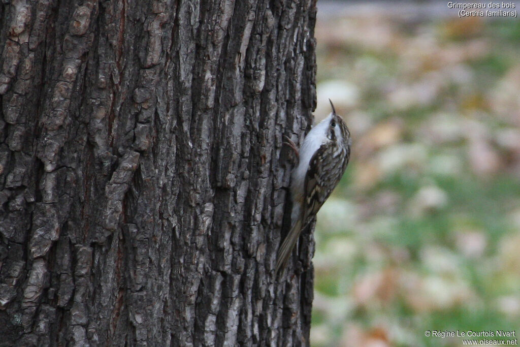 Eurasian Treecreeper