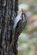 Eurasian Treecreeper