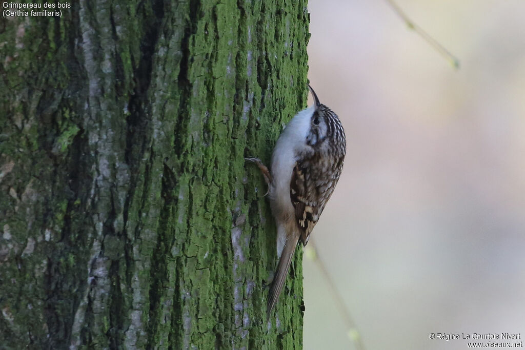 Eurasian Treecreeper