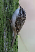 Eurasian Treecreeper