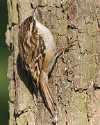 Short-toed Treecreeper