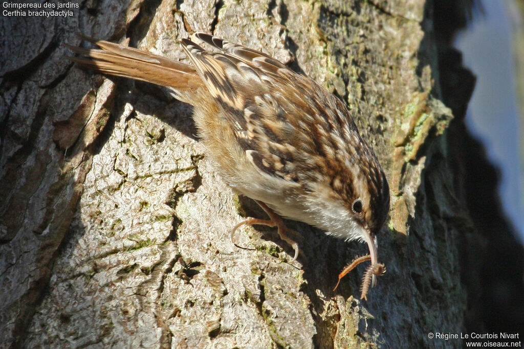 Short-toed Treecreeper, feeding habits