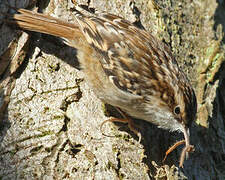 Short-toed Treecreeper