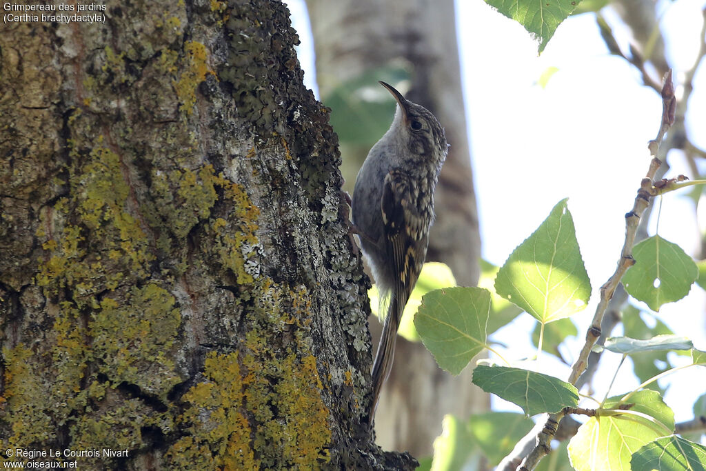 Short-toed Treecreeper