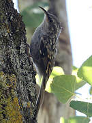 Short-toed Treecreeper