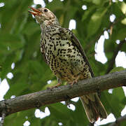 Mistle Thrush