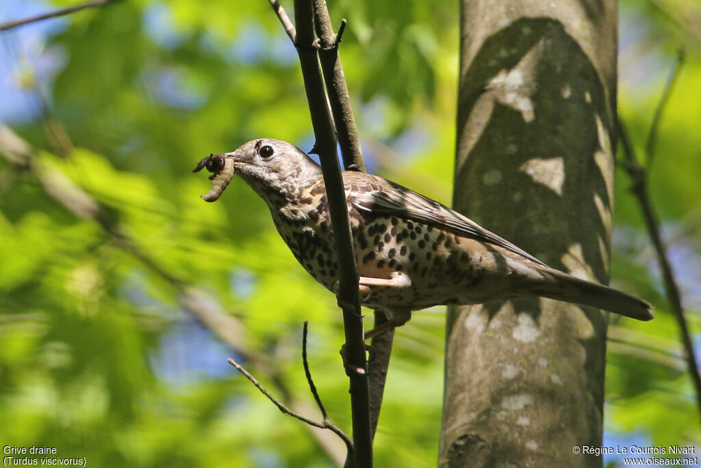 Mistle Thrush