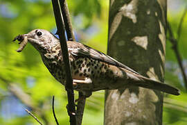 Mistle Thrush