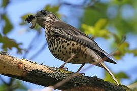 Mistle Thrush