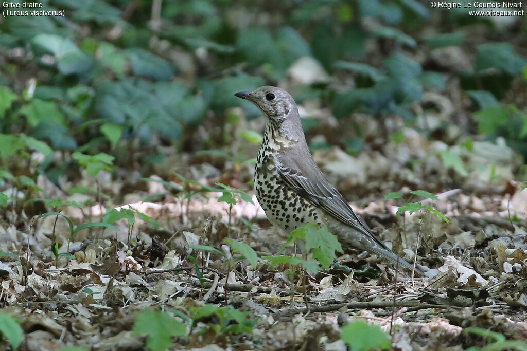 Mistle Thrush