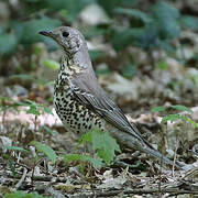 Mistle Thrush