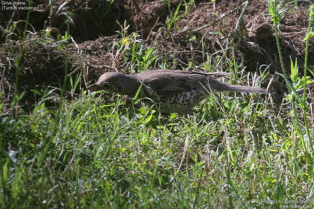 Mistle Thrush