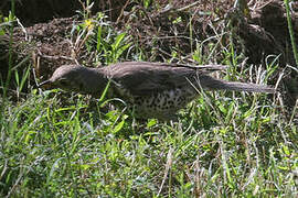 Mistle Thrush