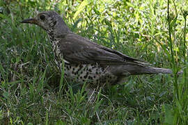 Mistle Thrush