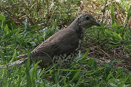 Mistle Thrush