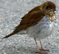 Veery