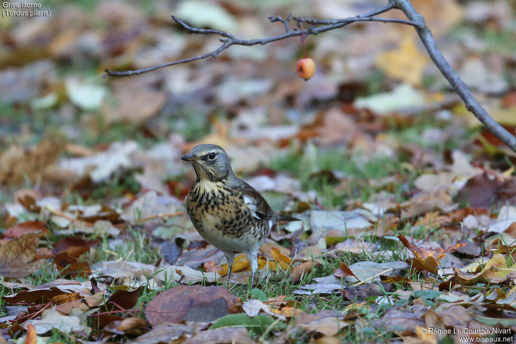 Fieldfare