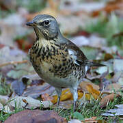 Fieldfare