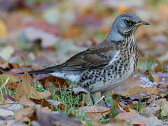 Fieldfare