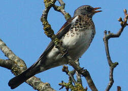 Fieldfare