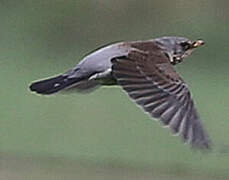 Fieldfare