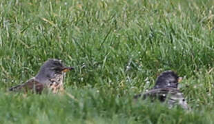 Fieldfare