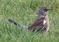 Fieldfare