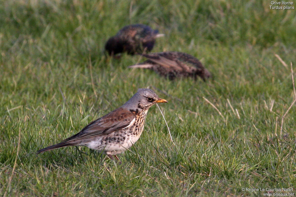 Fieldfare