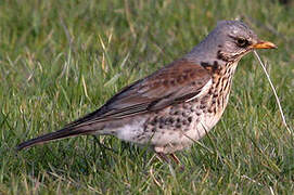 Fieldfare