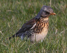 Fieldfare