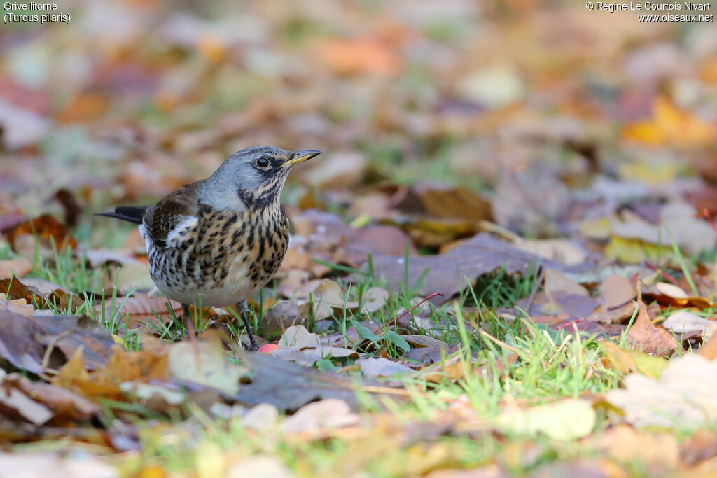 Fieldfare