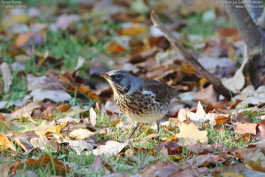 Fieldfare