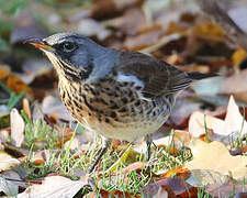 Fieldfare