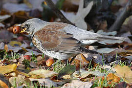 Fieldfare